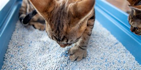 kitty litter dust.